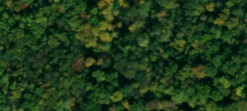 Gray Buck Rd