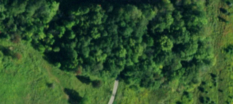 Collins Tree Farm 1st 1
