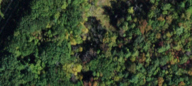 Vestal, NY 13850