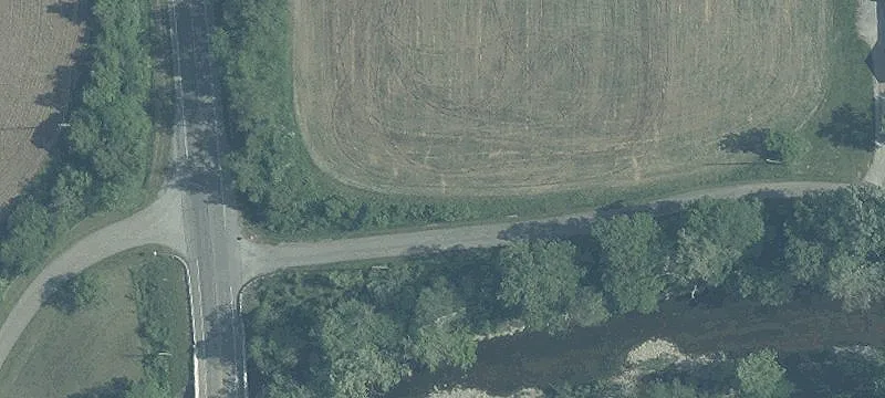 Sycamore