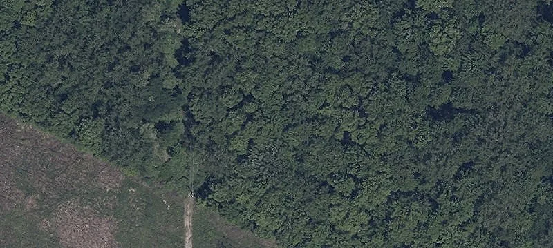 Maple Dr