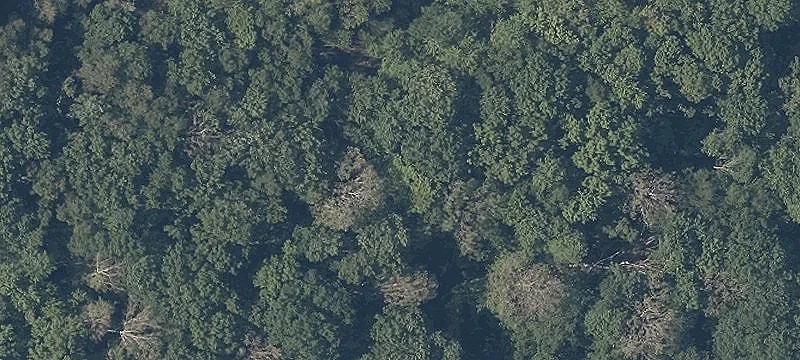  Pine