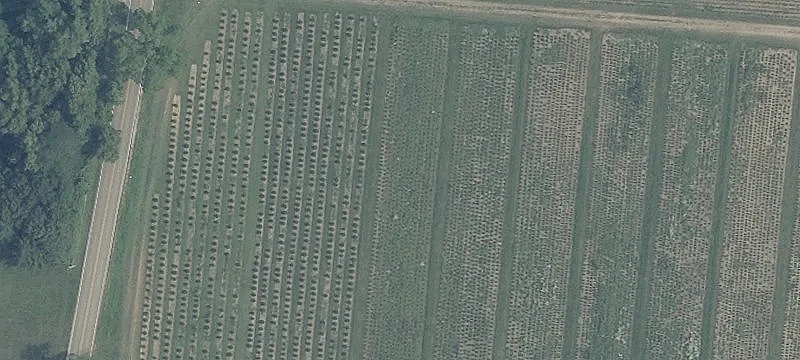 Scarff Rd