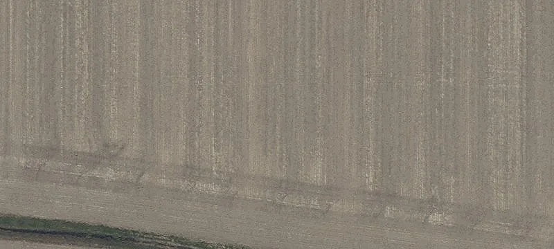 Locust