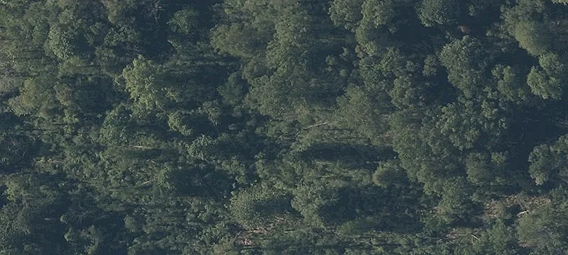 Woodland Rd
