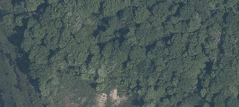Shagbark Trl