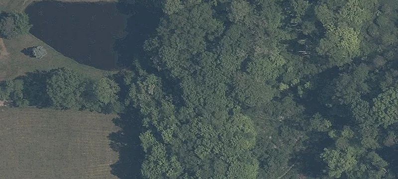 Elm