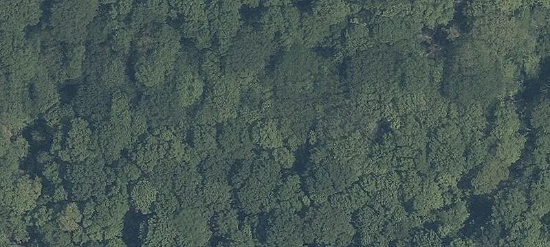 Shagbark Trl