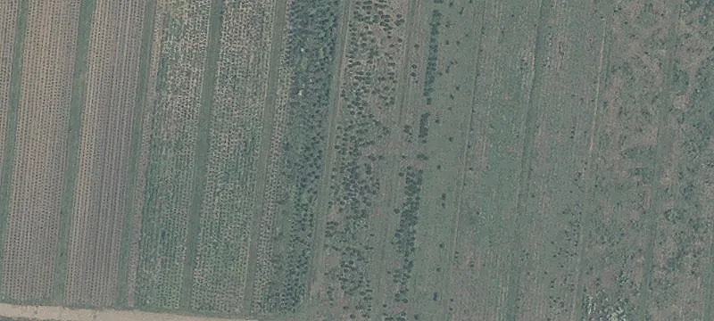 Scarff Rd