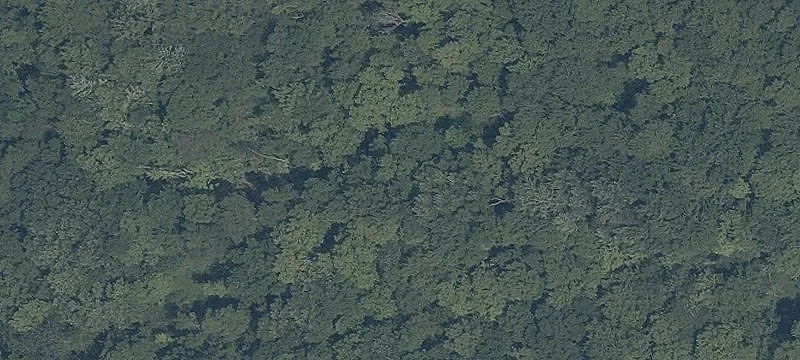 Page Rd