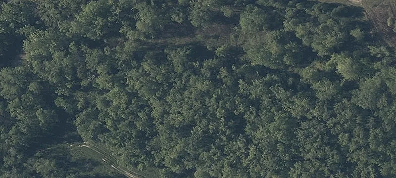 Magnolia Dr