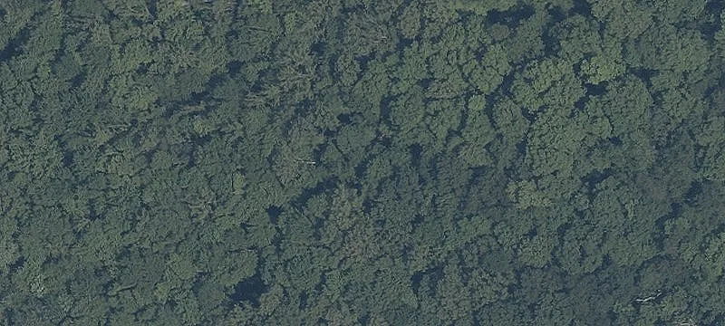 Shagbark Trl