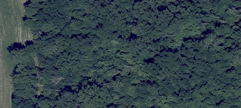 Loy Rd