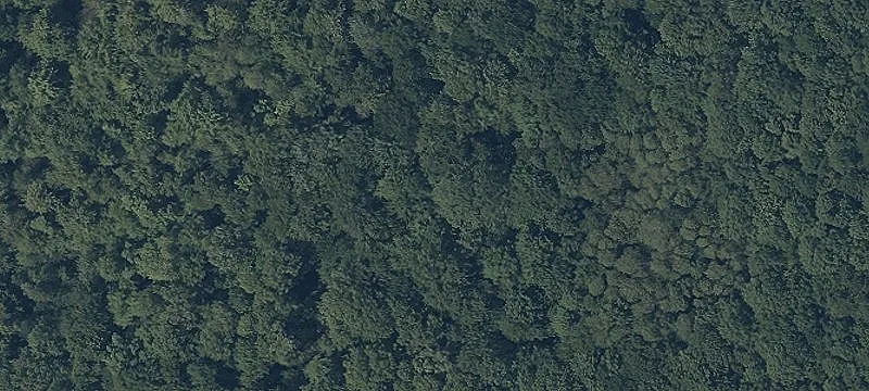 Maple Rd