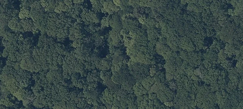 Forbes Rd