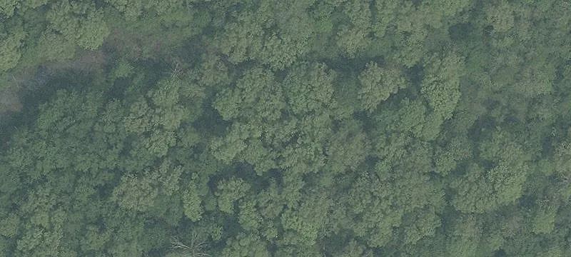 Wintergreen Rd