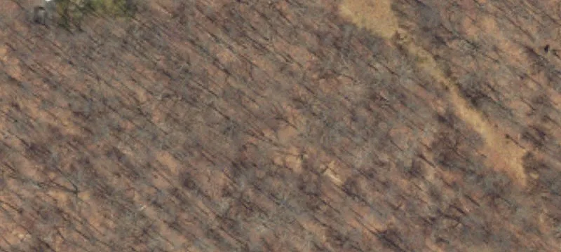 Larch Ln