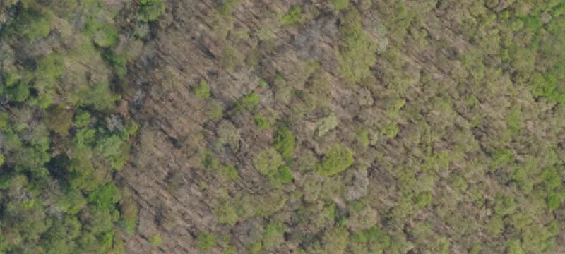 Plant Site