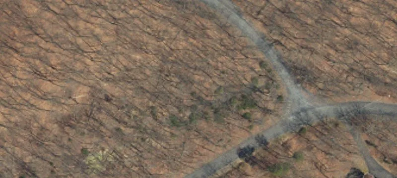 Fern Dr