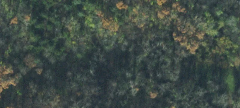 Waxwood Dr