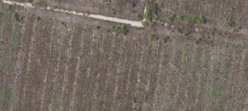 Alamo, TX 78516