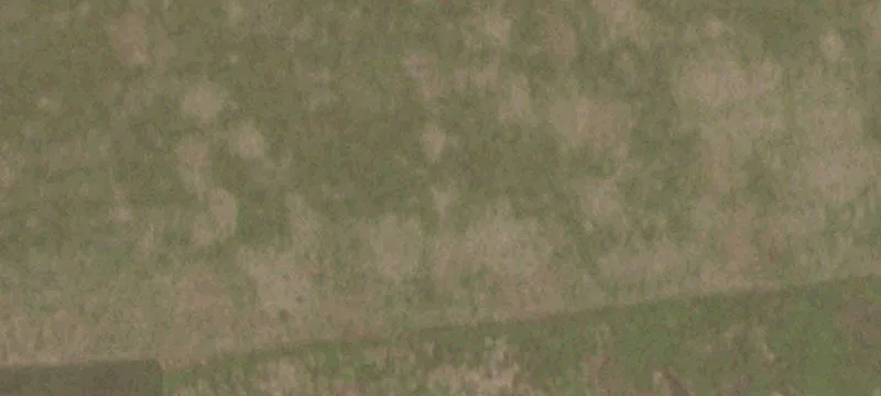 1599 Texas Tropical Trl
