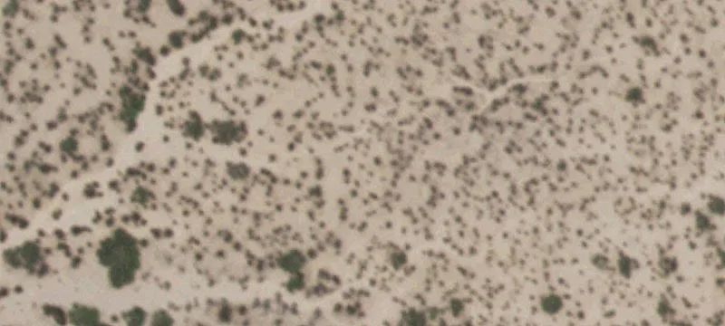 Tornillo, TX 79853