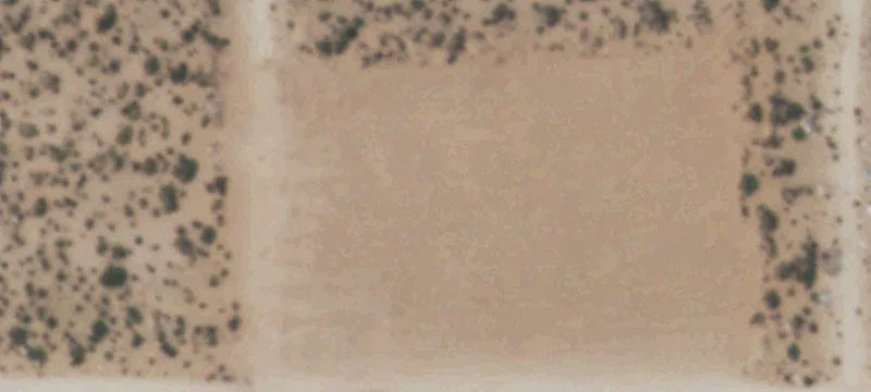 Clint, TX 79836