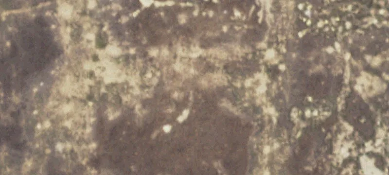 Cactus, TX 79013