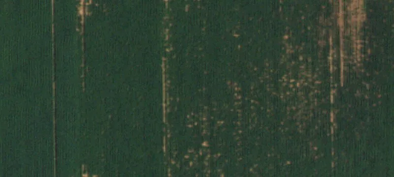 Birch