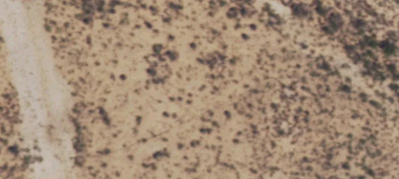 Mccamey, TX 79752