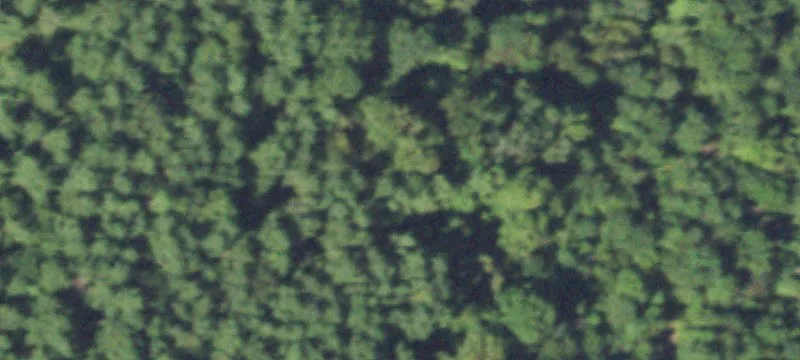 Cotton