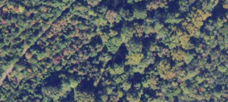 Piney Frst Rd