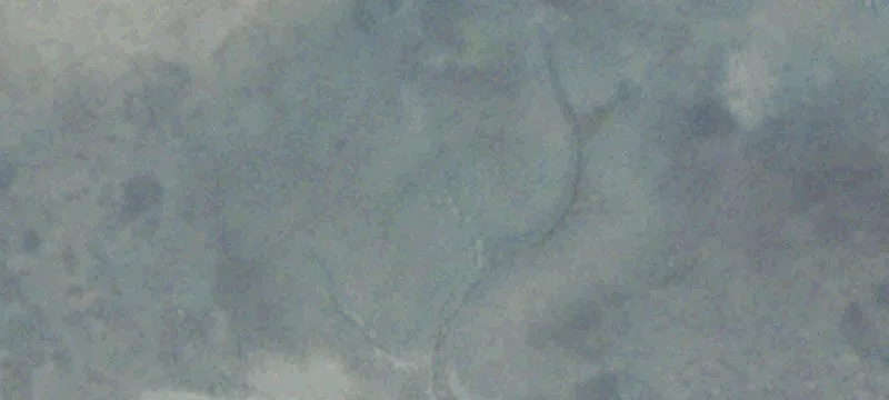 Birdsnest, VA 23307