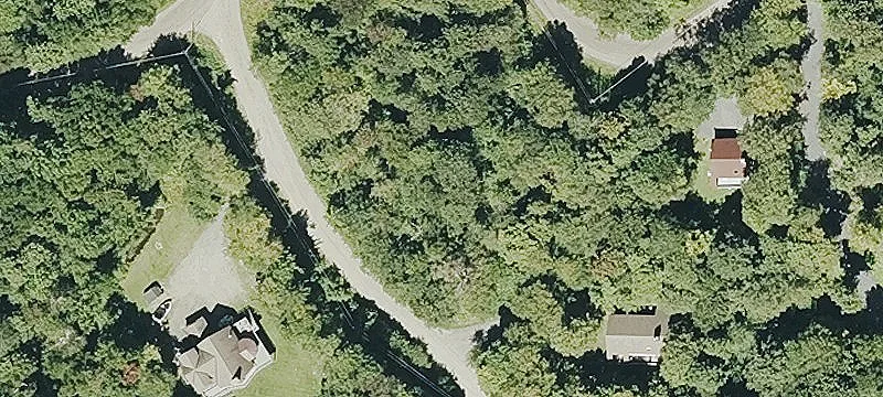 Old Witness Tree Ln