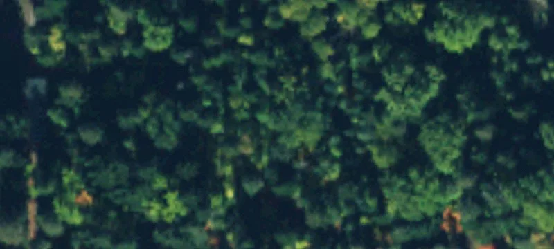 Tall Timber Trl