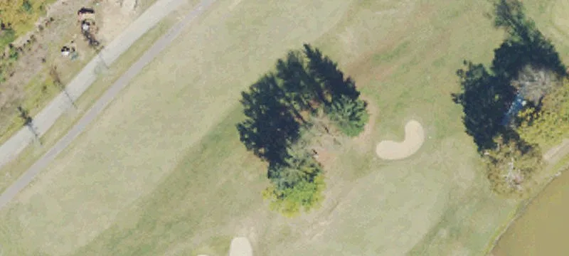 Lynn Oak