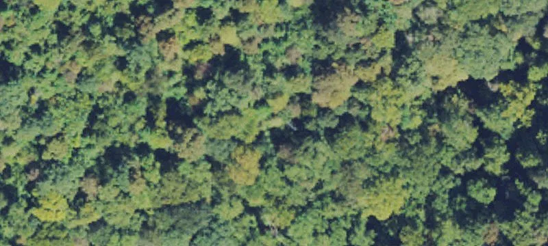 Board Tree Br