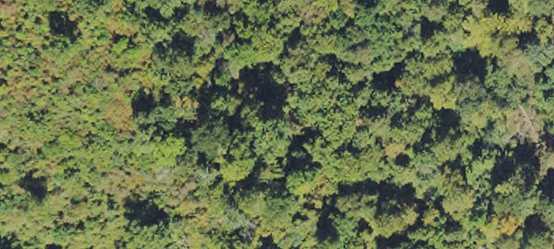 Wharncliffe, WV 25651