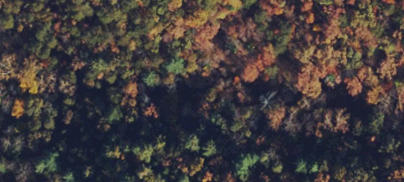 Persimmon Ln