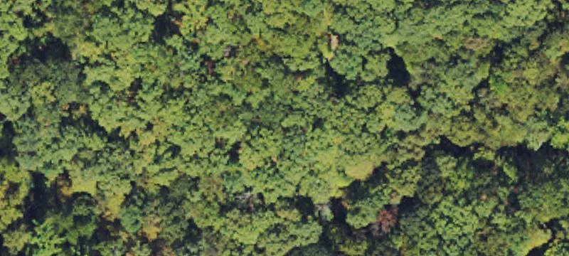 Beech Frk, WV 