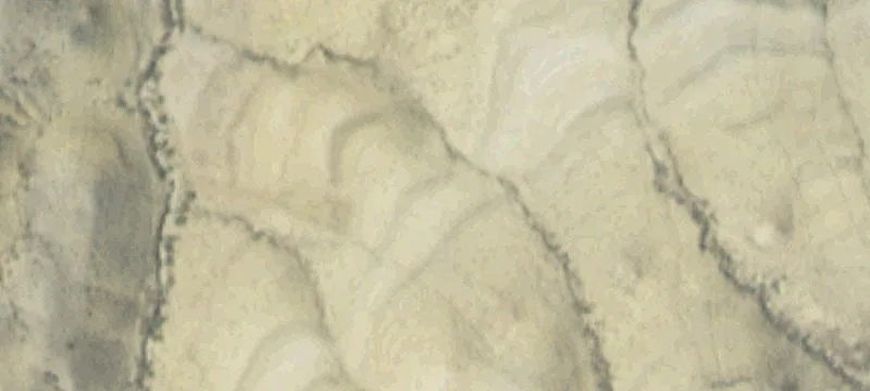 Lovell, WY 82431