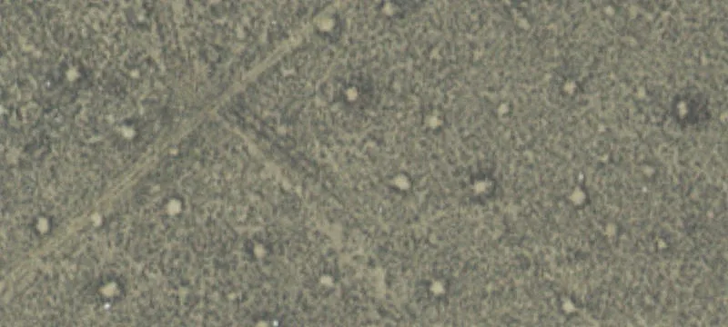 Pebble Dr